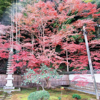 晩秋の松江の風景　　松江城、月照寺、楽山公園　2019年11月27日