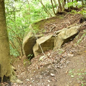 小岱山花散策