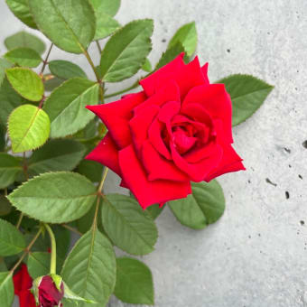 Roses of Amy