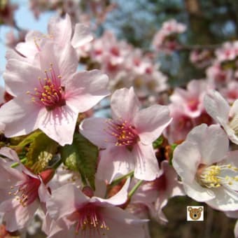 ピンクの桜３ポーズ