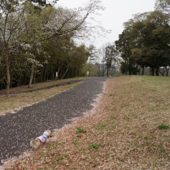 桜吹雪の中を散歩