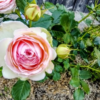 Googleﾌｫﾄ　薔薇🌹