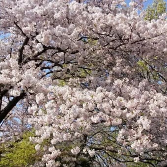 2017年4月遅い春がやってきました！！