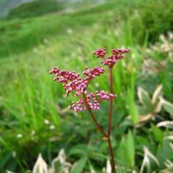 八方尾根の癒しの高山植物（7/20）