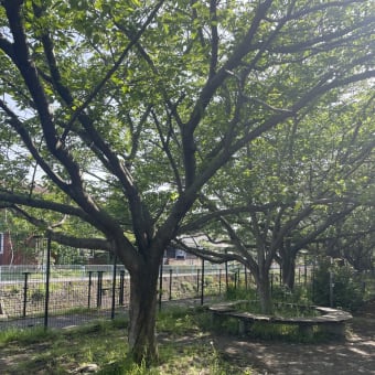 柳原公園サークルベンチ撤去