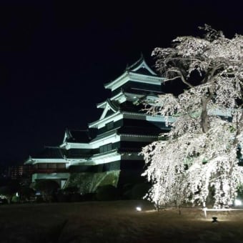 17-Apr-24　松本城の夜桜