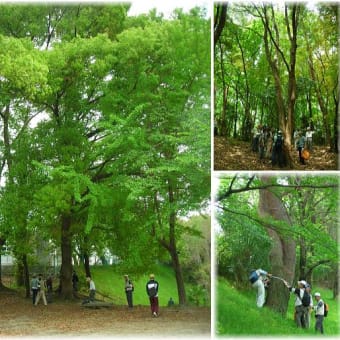 ５月５日(土)津雲公園、さるすべり公園ほか