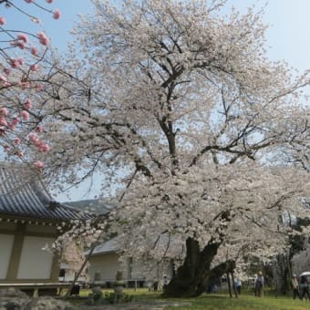 ２０１８　０３　醍醐の花見