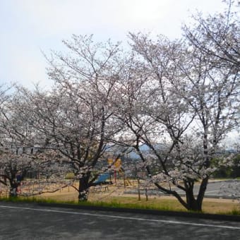 桜～♪～