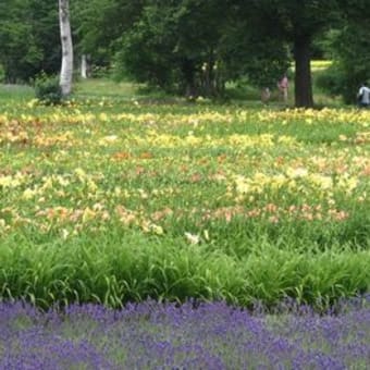 花菖蒲