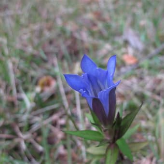 ブナ林を訪ねて　11月4日　その２