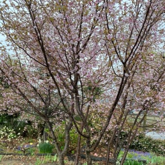 桜餅の日