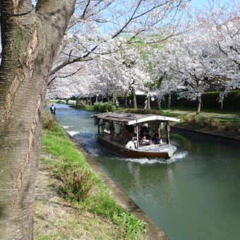 京の桜は満開