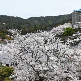 桜満開の宮島！