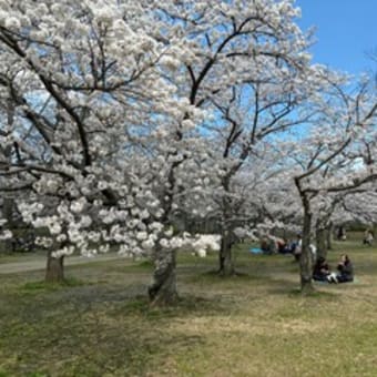 平和公園の桜ー２０２５（北九州市小倉北区）