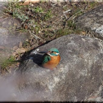 かわせみ　翡翠　知多半島東浦町の鳥　２月 ２７日のカワセミ