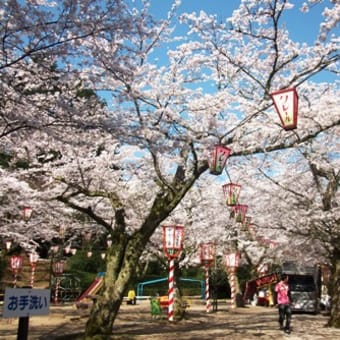 打吹公園の桜は今日が満開です