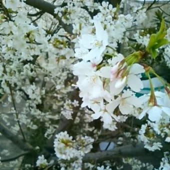 ピクニックエリアの桜