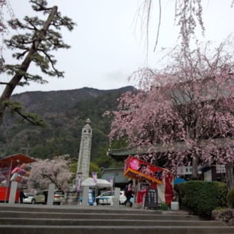 桜　満開