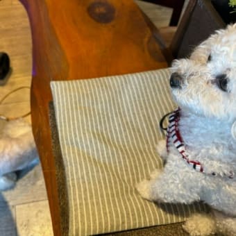 ランちゃんとドックカフェに行ってきました　2024年6月1日