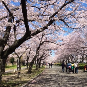 大川の桜