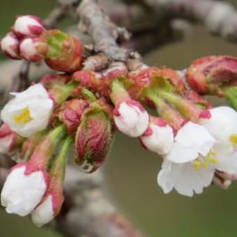 ２０１４年の『桜前線』は釧路の開花でゴール　２０１４年０５月１３日