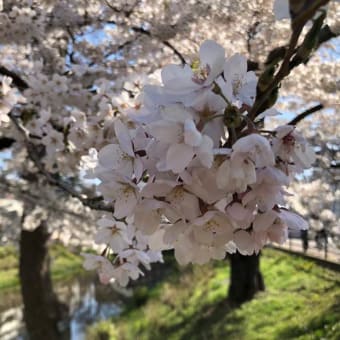 盛岡・内丸緑地公園の桜も満開です。
