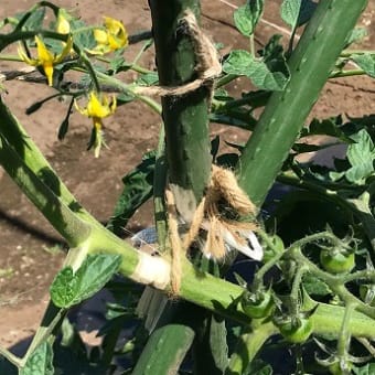 Hilo‘s Farm トマトの茎が折れたのでバンドエイドで救命