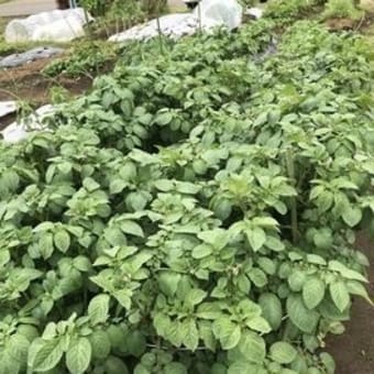 夏野菜定植完了