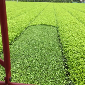 鹿児島茶は乗用型刈り取り機で