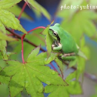 ～＊雨上がりのクリスタル＊新緑＆野菜の花編＊～