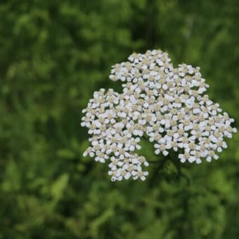 小さな白い花が頭状花として集まって咲く「セイヨウノコギリソウ」（春の花シリーズ　23-109）