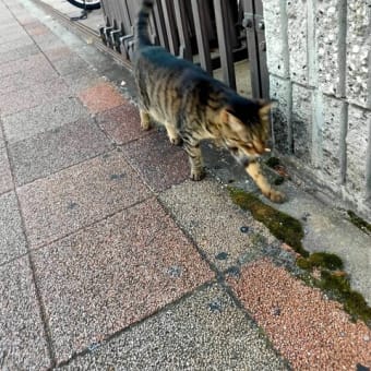 美猫づくし！花月の女神猫💛須磨駅前名酒店の招き看板猫