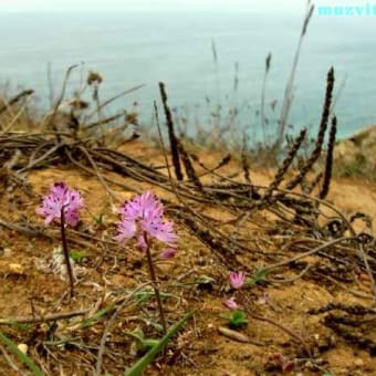 168.　9月の野の花