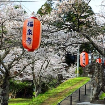 福泉寺の桜　2025　壱