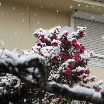 やはり「雪」・いちだんと冷え込む