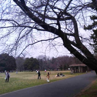 開花宣言（東京）