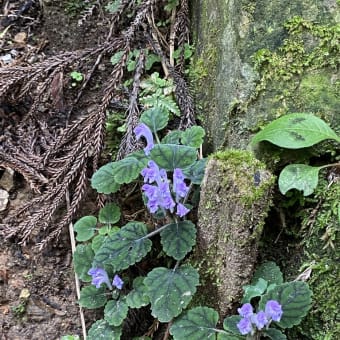 六甲山植物花見ハイキング