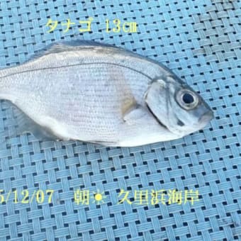 笑転爺の釣り行記　１２月7日☀　久里浜海岸