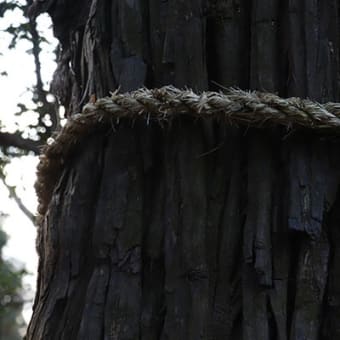 散歩写真　越智天満神社（2020/2/8）