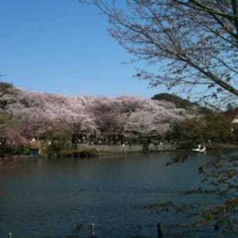 池のほとりでお花見☆彡