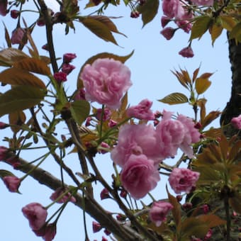 桜　PHOTO　御殿山の桜と牛ケ淵の桜