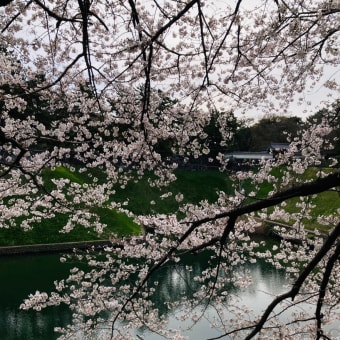 Sakura in Full Bloom