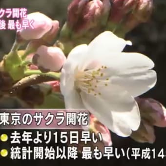 東京で最も早い「桜の開花」　２０１３年０３月１６日
