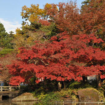 成田山公園　紅葉