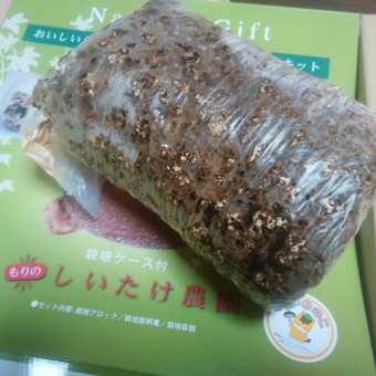 これから、私は「シイタケ栽培爺さん！」宣言ジャネ～～～