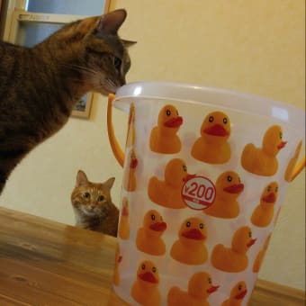 ☆今日、買った物☆8