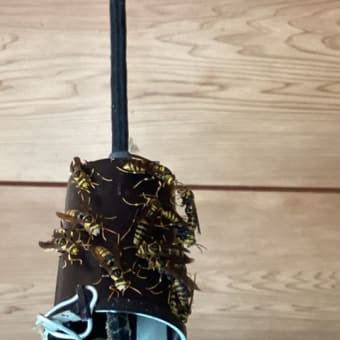 今年もハチが部屋の中