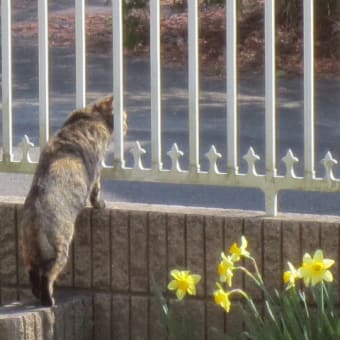 雀の餌を狙う猫