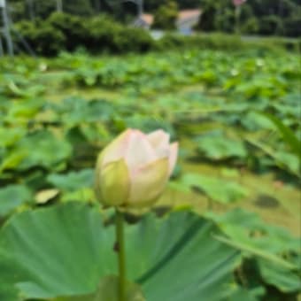 お盆でもあるし。
